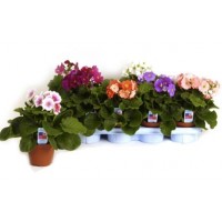 Примула (Primula) - заказать доставку цветов онлайн