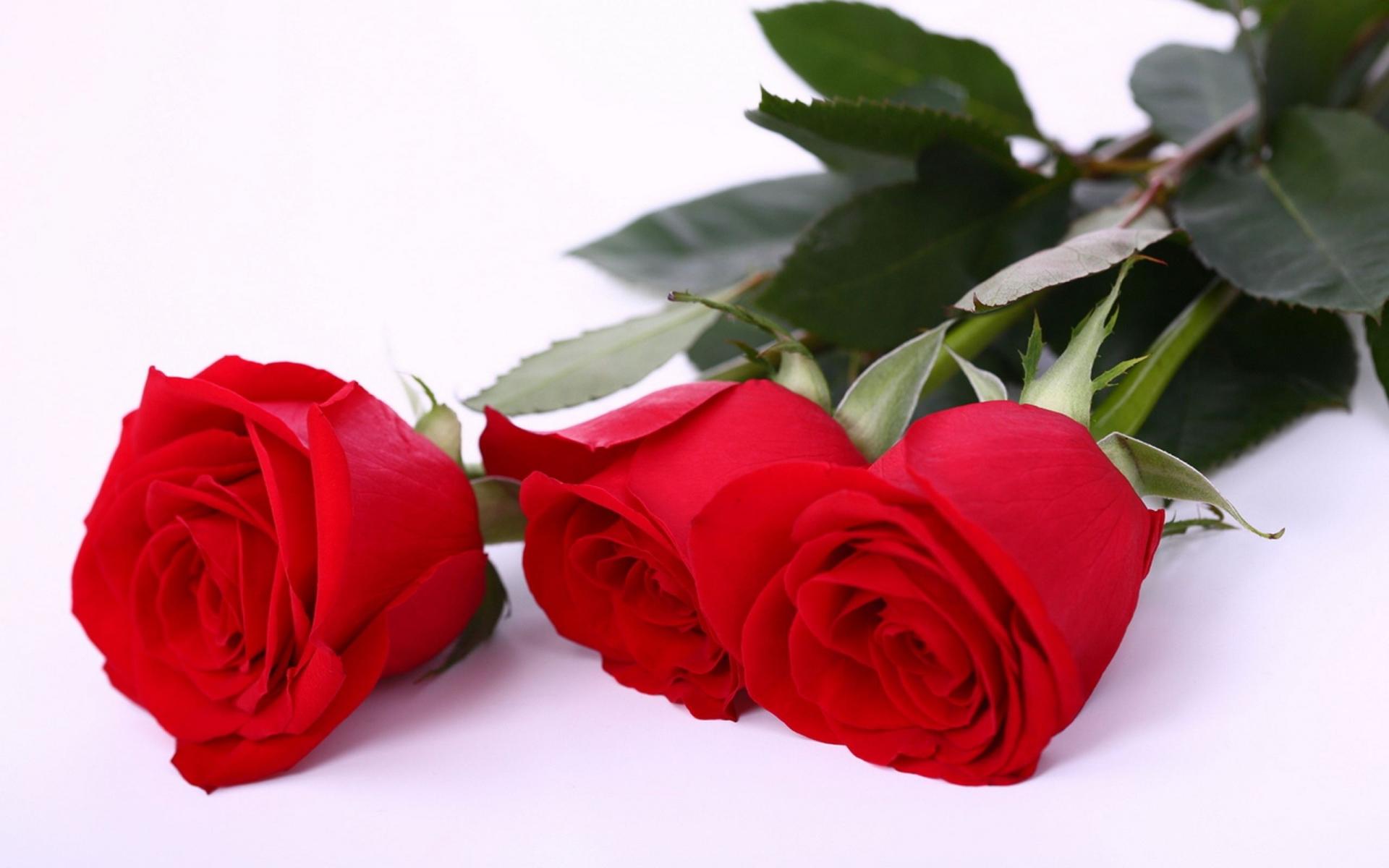 ФЛОРИСТ.KG - Три розы высота 1,10 см - доставка цветов по г. Бишкек
